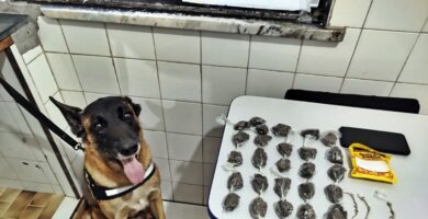 Cão farejador “Piloto” localiza drogas em residência no bairro Triângulo Leal